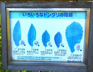 ǂ񂮂̎.jpg