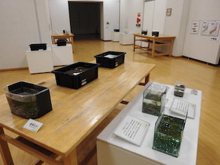 めだか(メダカ)展示会.jpg