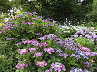 もりやま芦刈園.jpg
