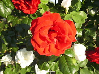 アンクルウォルター(赤い薔薇).jpg