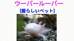 ウーパールーパー.jpg