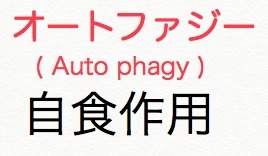 オートファジーの意味.jpg