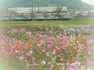 コスモス畑と近江鉄道の滋賀県観光ラッピング電車「虹たび号」.jpg
