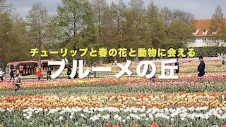 チューリップと春の花と動物に会えるブルーメの丘.jpg
