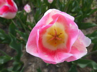 チューリップの花びらと花弁.jpg
