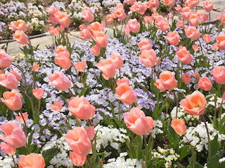チューリップの花言葉.jpg