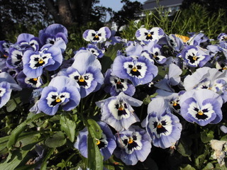 ネモフィラ(紫色の花).jpg