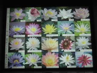 ハスの花とスイレンの花の図鑑.jpg