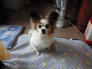 パピヨンの可愛い愛犬