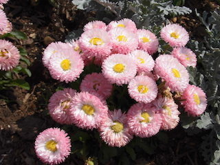 ピンク色の春の花の名前はアスター.jpg