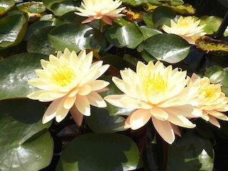 マンカラウボン(淡いオレンジ色の花).jpg