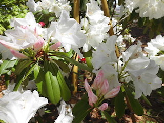 リュウセイ（流星）は花は白色で蕾は桃色.jpg