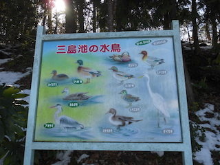 三島池の水鳥や野鳥(マガモ、カイツブリ、カルガモ).jpg