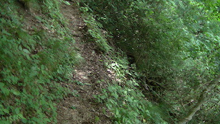 五色の滝に行く山道.jpg