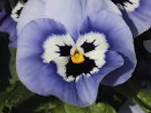 人が怒った顔の面白い花.jpg
