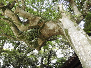 お釈迦様の手の平の形をした巨木.jpg