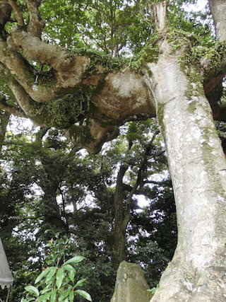 伊崎寺(お釈迦様の手の平)002.jpg