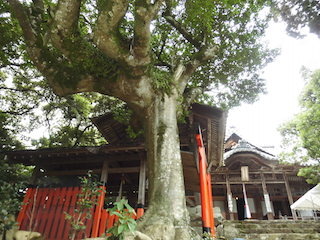お釈迦様の手のひらをした木の枝.jpg