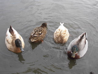 伊庭内湖の水鳥005.jpg