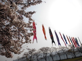余呉湖の桜と鯉のぼり.jpg