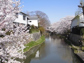 八幡堀の桜.jpg