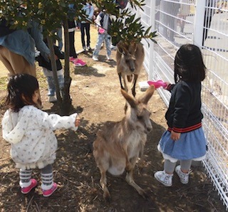 動物に触れ合う小さい女の子.jpg