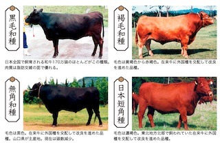 和牛の種類_黒毛和種_褐毛和種_無角和種_日本短角種.jpg