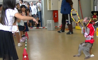 子供が喜ぶ猿の演芸イベント.jpg