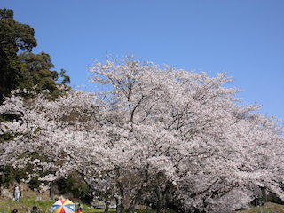 安土城址の桜.jpg