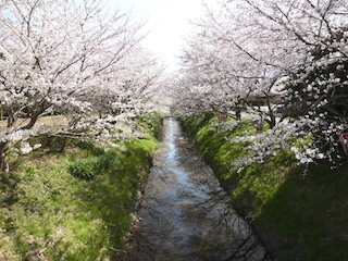 家棟川と祇王井川が合流する辺りの桜の名所.jpg