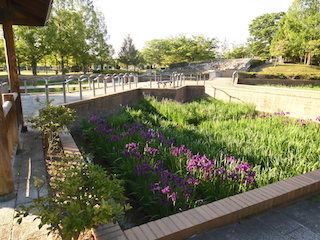 庄堺公園の花しょうぶ園.jpg