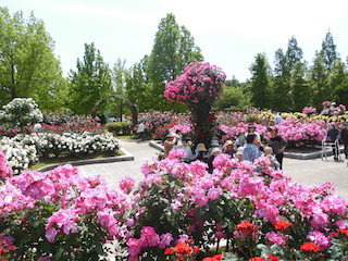 庄堺公園バラ園.jpg