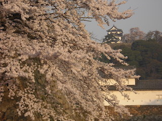 彦根城の桜.jpg