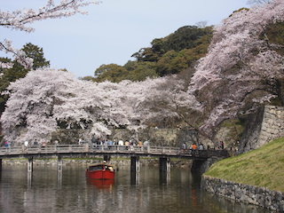 彦根城の桜と屋形船.jpg