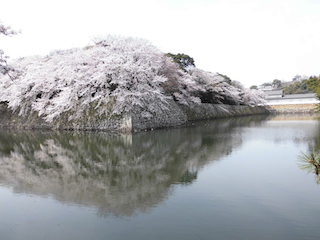 彦根城の桜スポット.jpg
