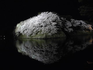 彦根城の桜ライトアップ.jpg
