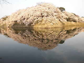 彦根城の逆さ桜(花見の絶景スポット).jpg