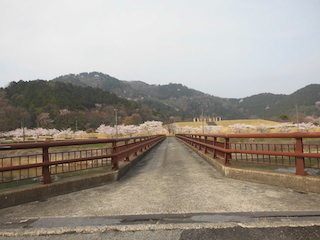 彦根市荒神山公園の桜並木.jpg