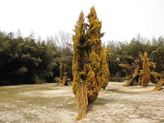 抱擁している植木の奇妙な風景.jpg