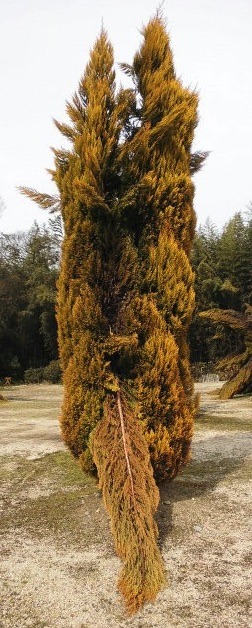 抱擁している芸術作品のような植木.jpg