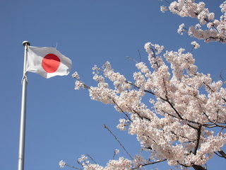 日本の国花の桜と日本国旗の日の丸.jpg