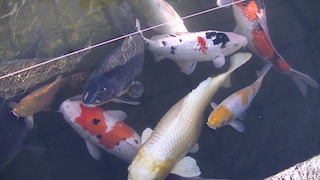 日本遺産の琵琶湖とその水辺景観の祈りと暮らしの水遺産.jpg