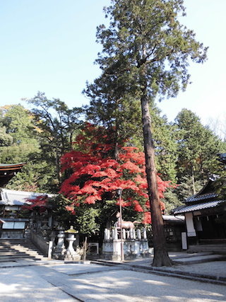 日牟禮八幡宮の紅葉と神木.jpg