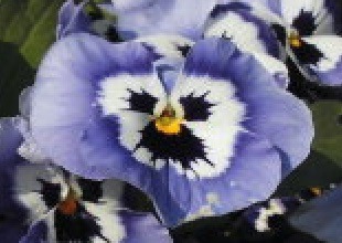 春に咲く紫色の花の名前.jpg