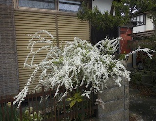 春に咲く雪柳（ユキヤナギ）の可憐で白い花びらと小川のせせらぎの動画 