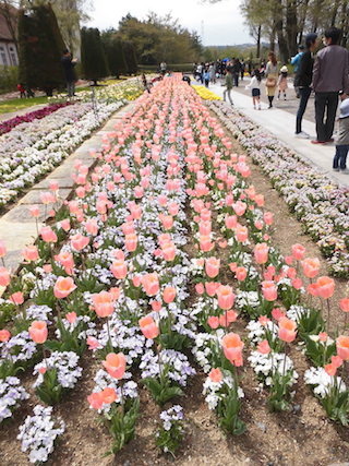 春のチューリップの花壇.jpg