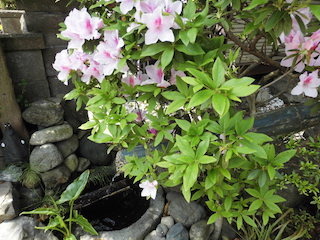春のピンク色の花のタニウツギ(谷空木).jpg