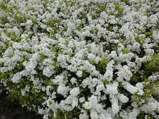 春の白い花ユキヤナギ(雪柳).jpg