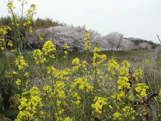 春の菜の花の黄色の花と桜