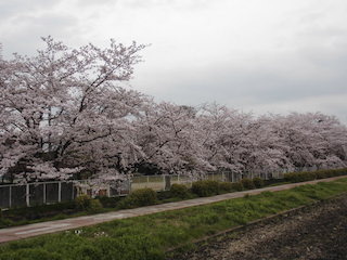 木流やなぎ公園の美しい桜並木.jpg